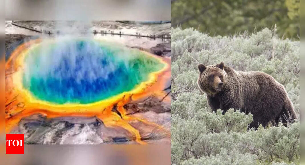 Is Yellowstone’s supervolcano about to erupt? Truth and rumours behind the viral bear video | World News