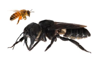 It’s bigger than your thumb, has immense jaws and is nicknamed the flying bulldog – Meet the largest bee on Earth
