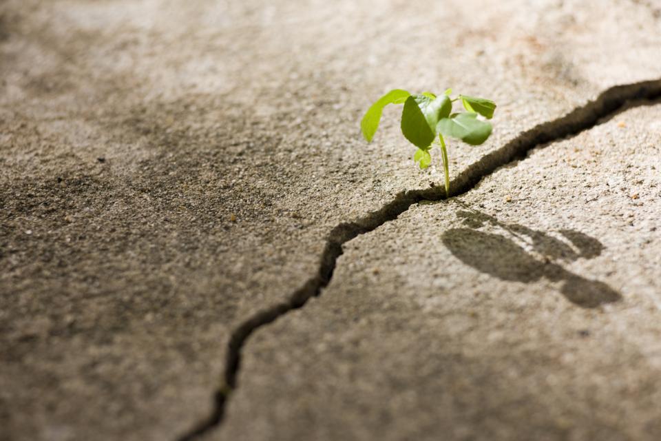 Young plant growing in a crack on a concrete footpath.
