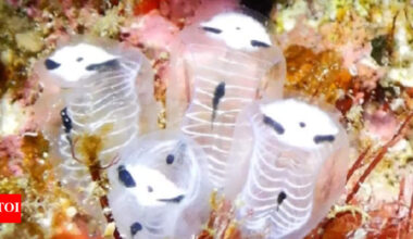 Skeleton panda sea squirt discovered in Japan: Meet Clavelina ossipandae |