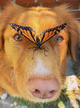 Gentle Dog Is Friends With All The Butterflies In His Garden