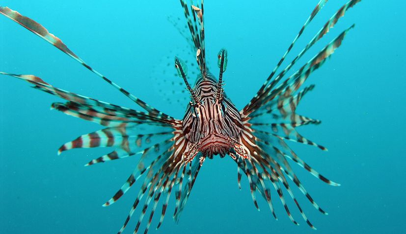 lionfish Croatia