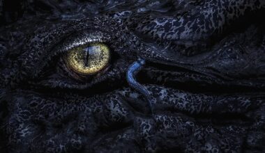 Gigantic crocodile among 20 astonishing images from Mangrove Photography Awards 2025