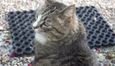 Hili dialogue – Why Evolution Is True