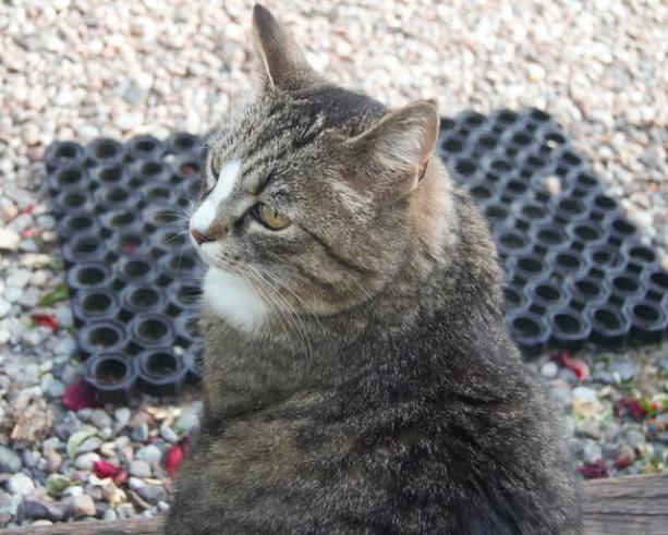 Hili dialogue – Why Evolution Is True