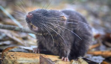 The 5 weirdest mice on the planet, from one that howls at the moon to another that can regrow its spinal cord