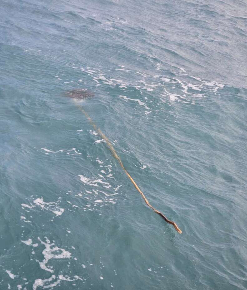 turtle trapped on stick 