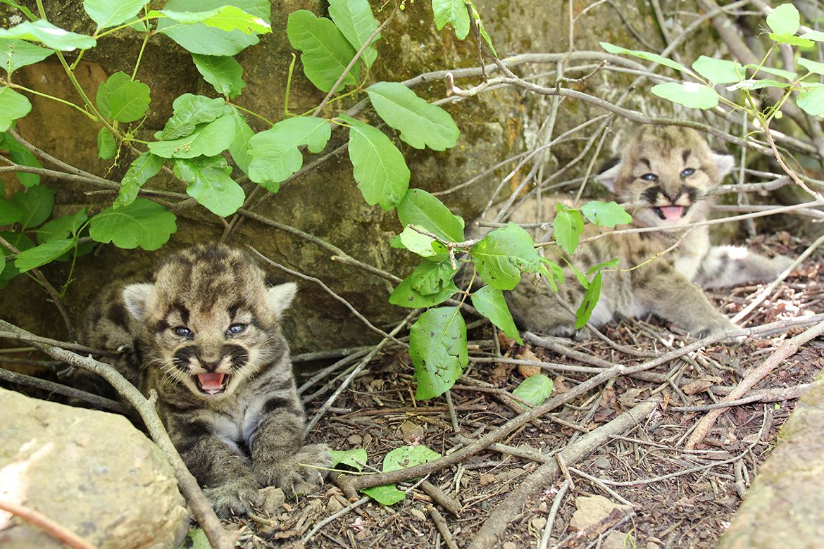 Two mountain lion kittens in the wilds of Southern California