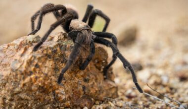 The tarantula invasion has begun – here’s where you’ll need to watch your step