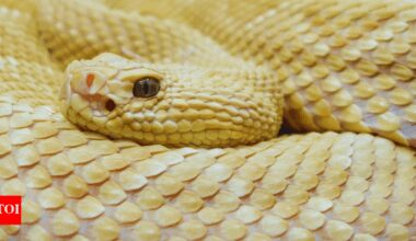 One snake per square metre: How the Snake Island turned no-go zone teeming with thousands of snakes |