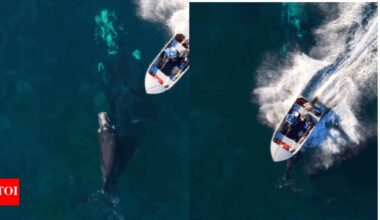 Whale calf hit by speedboat: Drone captures viral moment – See video
