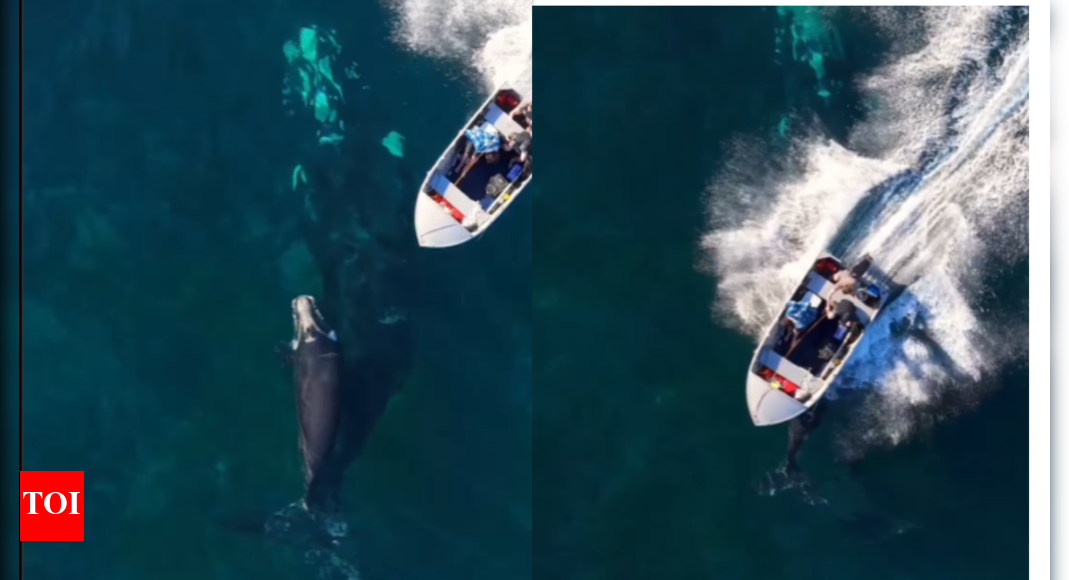 Whale calf hit by speedboat: Drone captures viral moment – See video