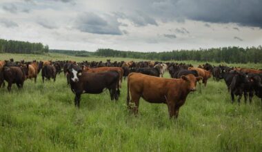 Australia reopens market to Canadian beef