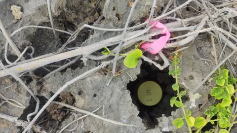 Durrell A jar of gecko eggs with E24 written on the yellow lid hidden between rocks, twigs and leafage. It is marked by a pink ribbon with E24 written on it.