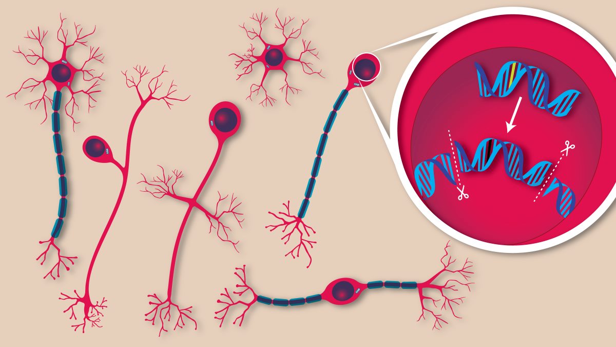 Gene editing shown to correct rare brain mutations in mice