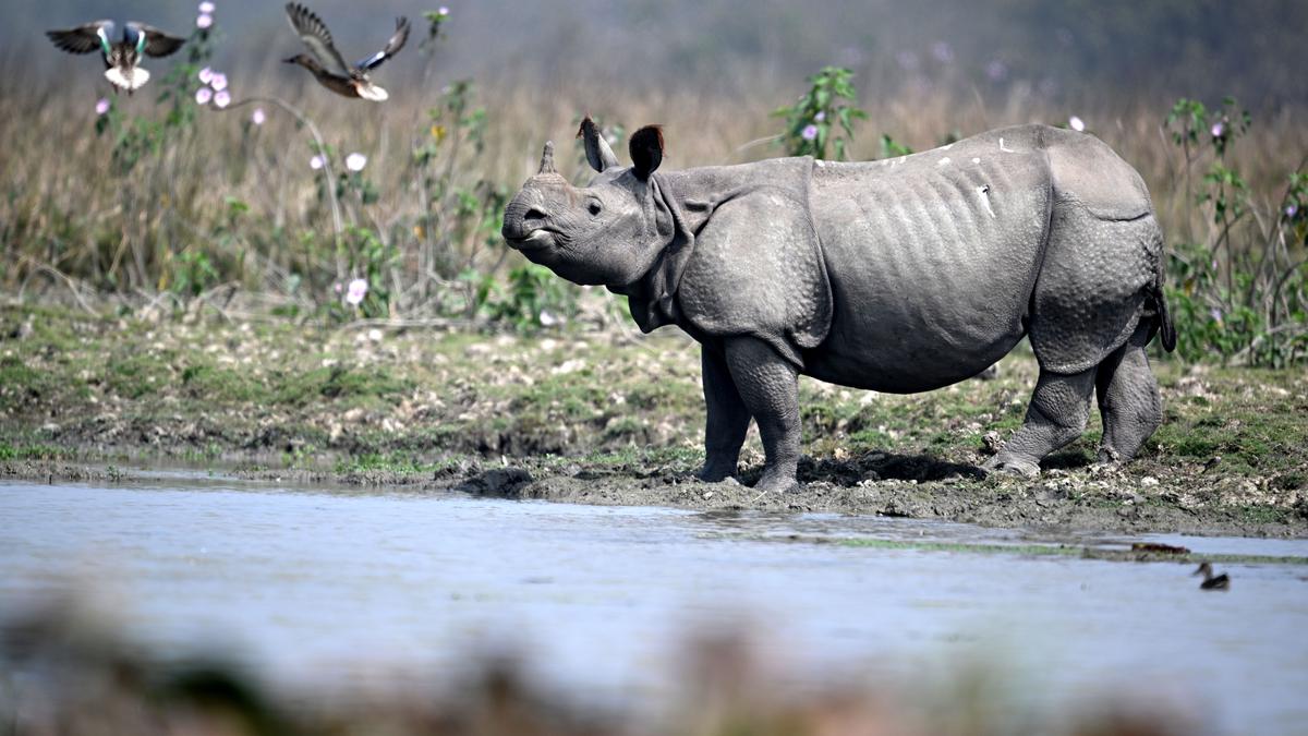 Genetic analysis of Assam rhino horn samples initiated