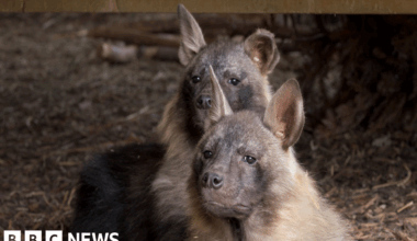 Young pair of rare endangered hyenas arrive at zoo