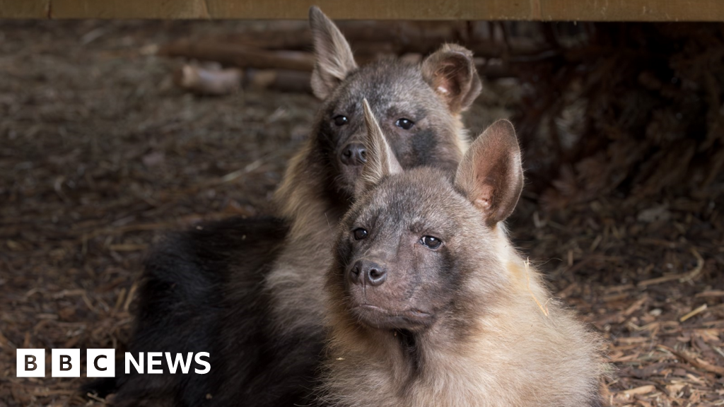 Young pair of rare endangered hyenas arrive at zoo