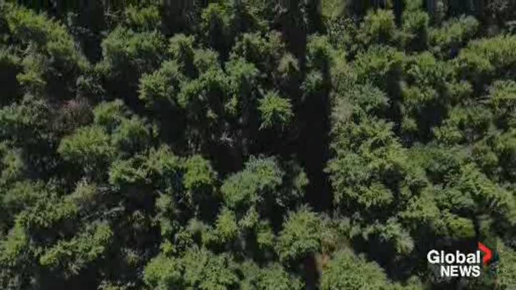 Click to play video: 'Canada falling short of pledge to plant 2 billion trees by 2030: audit'
