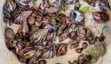 Scourge of the giant African snail