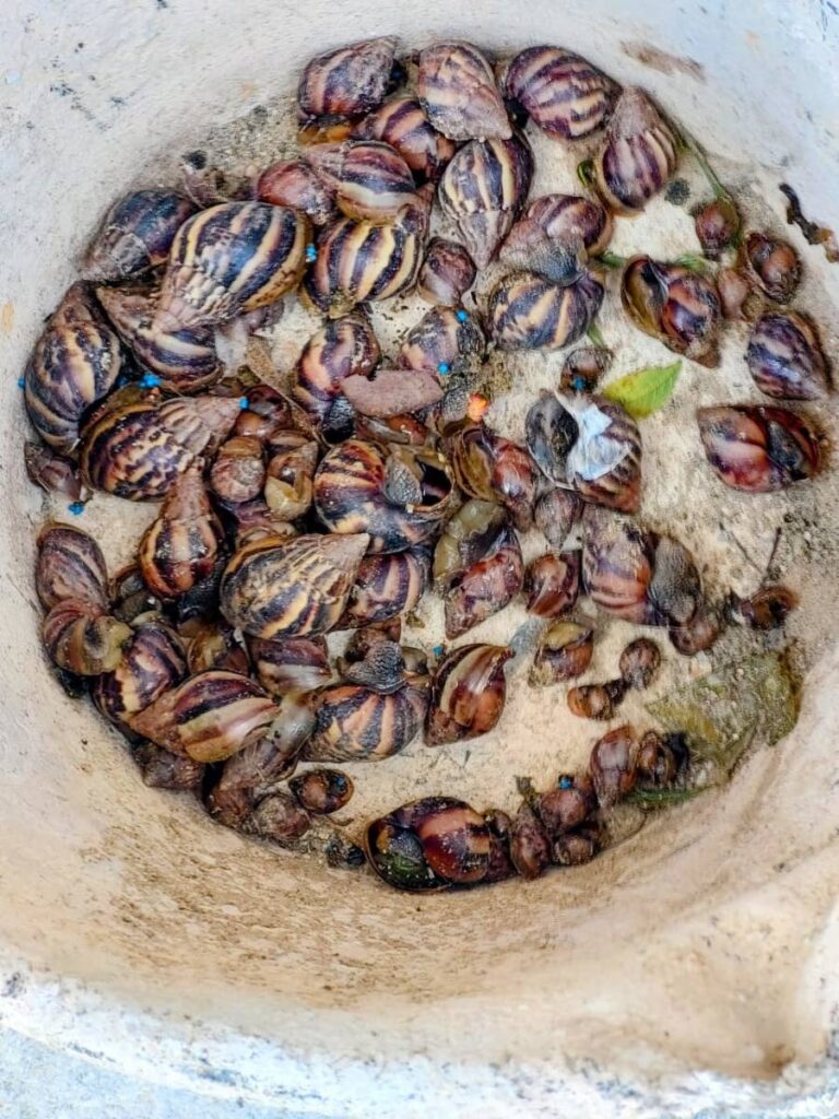 Dead giant African snails after consuming bait set by a homeowner.  - 