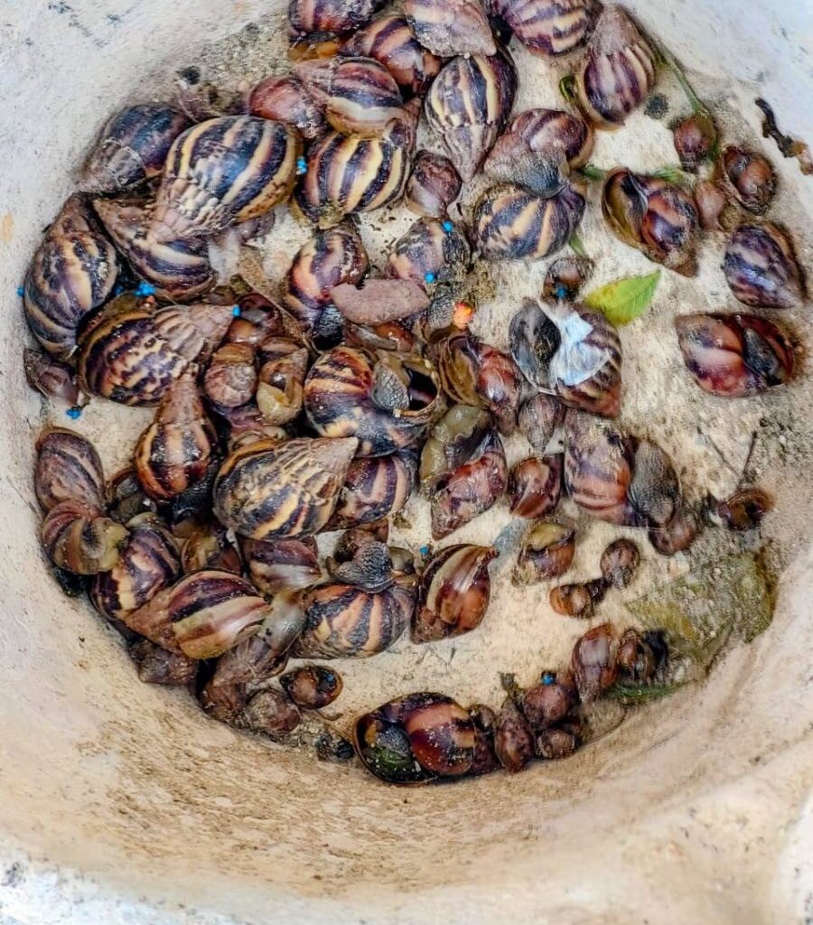 Scourge of the giant African snail