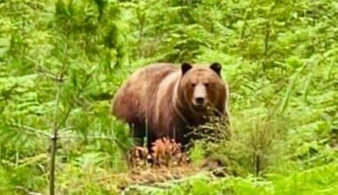 Wayward grizzly bear 'Tex' shot and killed on Texada Island: COS