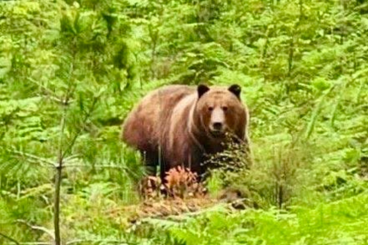 Wayward grizzly bear 'Tex' shot and killed on Texada Island: COS