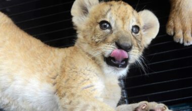Restaurant in China criticized for offering tea and lion cub hugs