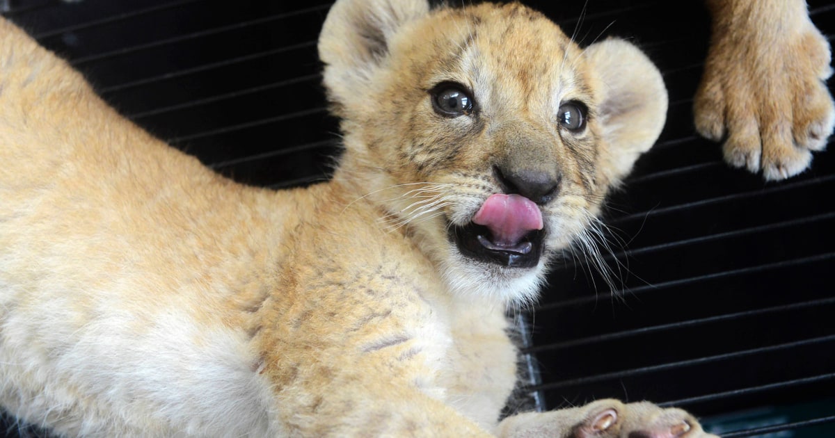Restaurant in China criticized for offering tea and lion cub hugs