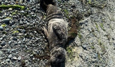 From 1 pup to another: Luna the husky saves a baby harbour seal in Comox