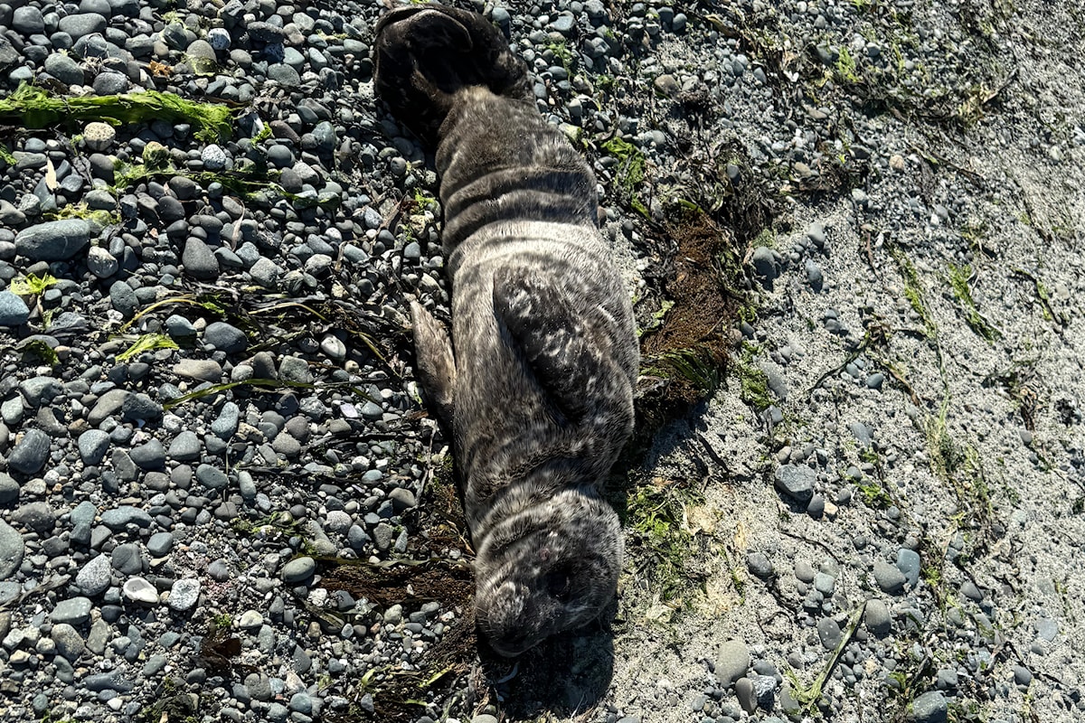 From 1 pup to another: Luna the husky saves a baby harbour seal in Comox