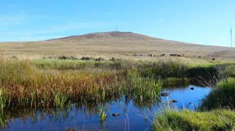 Belfast Hills Partnership Divis Lough on a sunny day in September 2024.  A large, unpopulated hill is in the distance with a TV mast.  In the foreground there is a body of water surrounded by reeds.  A small number of cattle are behind a fence in the middle of the photo