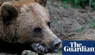 Bear that bit man in Norway roams free after hunt in which wrong animal shot | Norway
