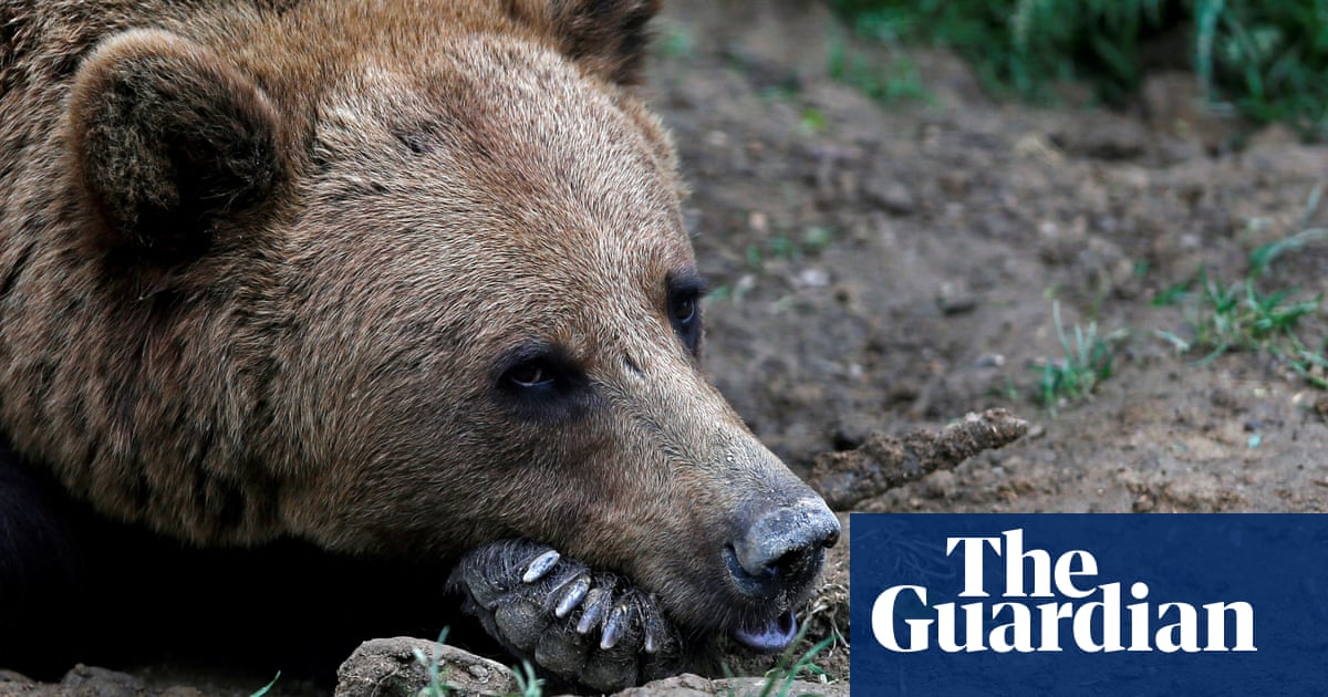 Bear that bit man in Norway roams free after hunt in which wrong animal shot | Norway