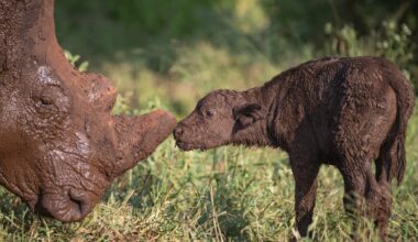 A buffalo calf meets a gentle rhino — and other news in pictures