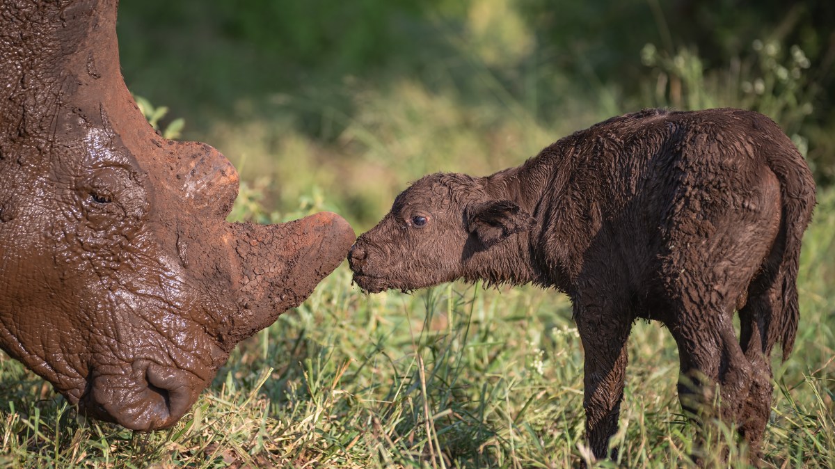 A buffalo calf meets a gentle rhino — and other news in pictures