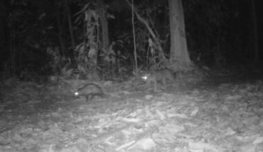 Unlikely friendship between predator and prey stuns scientists