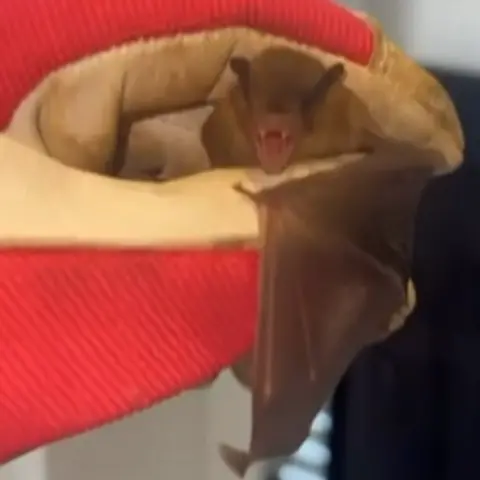 Anne-Marie Murchie A gloved hand holds a brown bat with its teeth showing and a wing hanging down