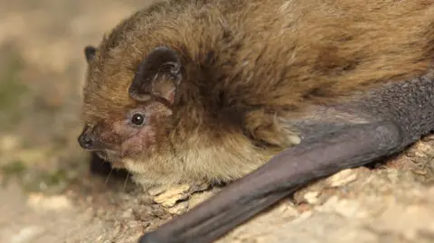 Getty Images A library picture of a soprano pipistrelle bat which has light brown fur