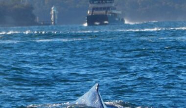 Curious humpback whale disrupts Sydney Harbour ferry services during morning rush hour