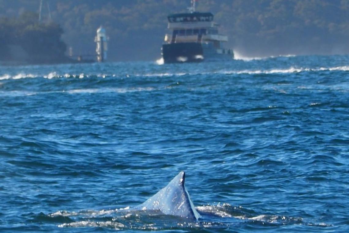 Curious humpback whale disrupts Sydney Harbour ferry services during morning rush hour