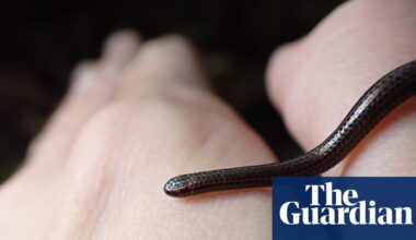 World’s smallest snake rediscovered in Barbados 20 years after last sighting | Snakes