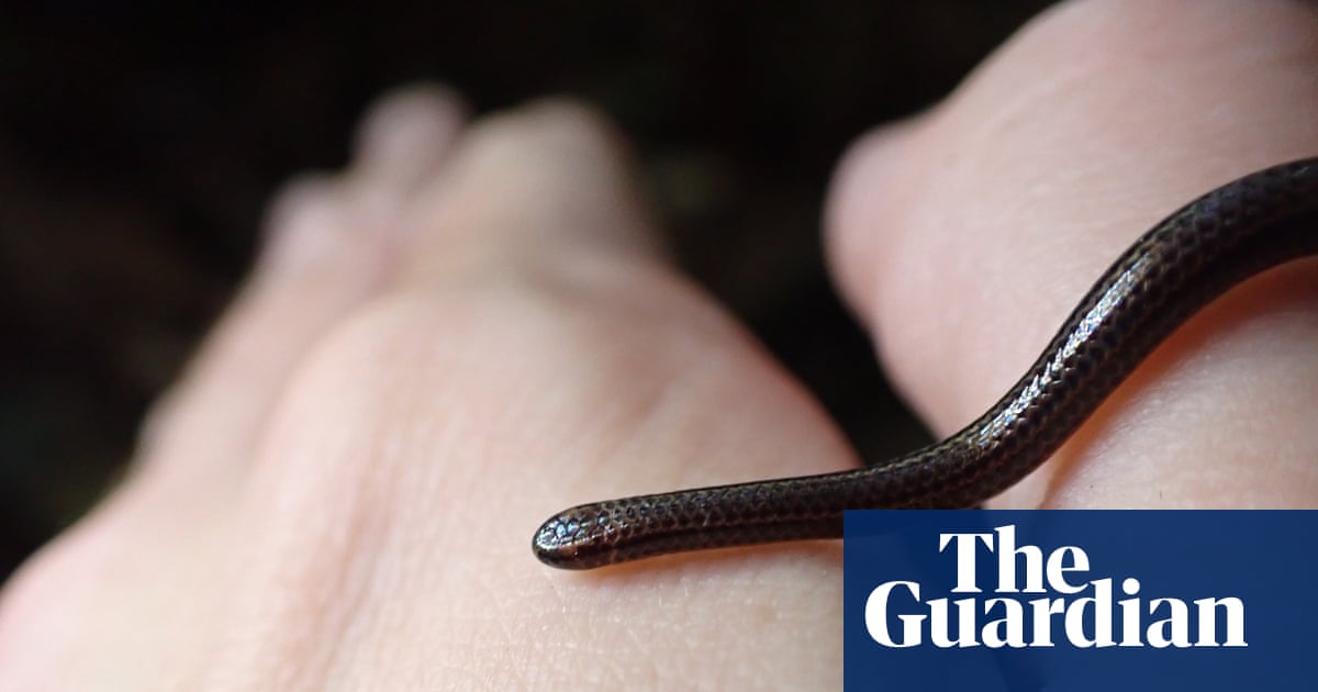 World’s smallest snake rediscovered in Barbados 20 years after last sighting | Snakes