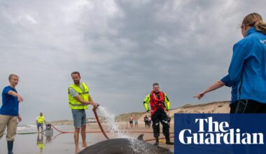 Experts baffled as rarely seen beaked whales involved in series of strandings | Whales