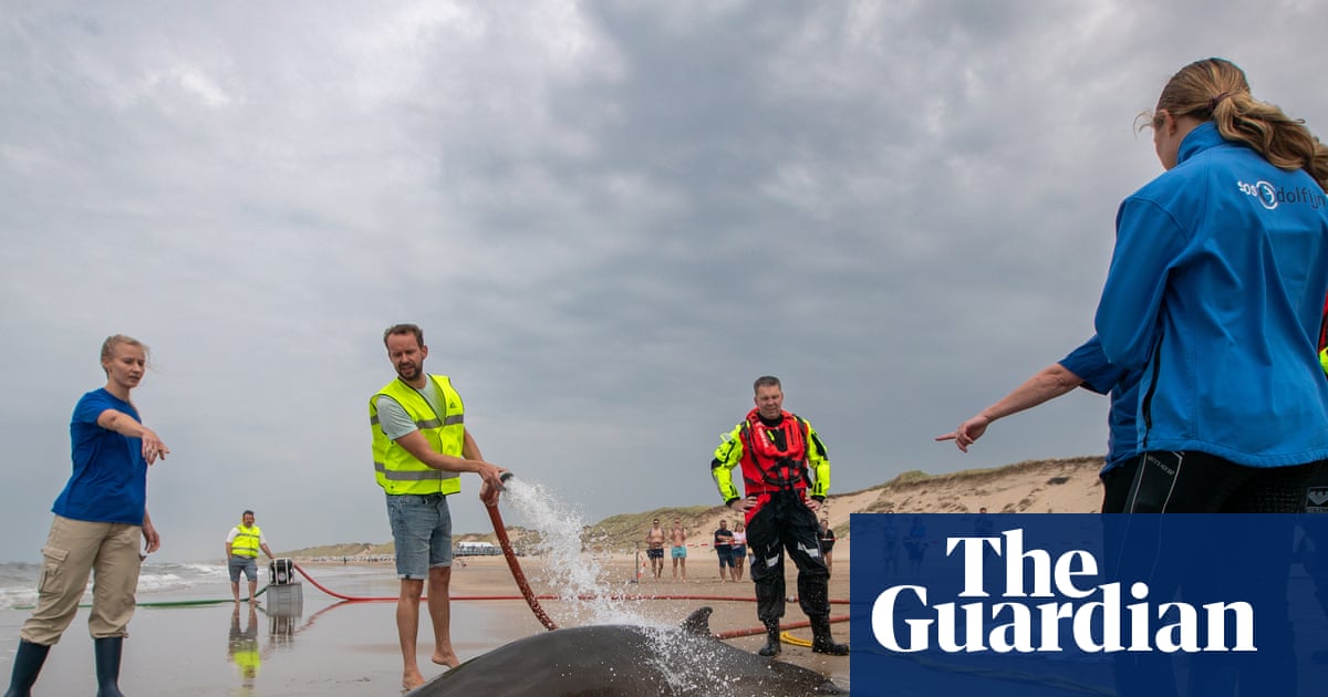Experts baffled as rarely seen beaked whales involved in series of strandings | Whales