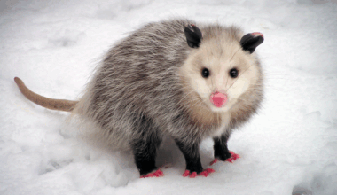 Virginia Opossum in the snow.