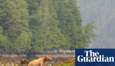 Shooting of bear that swam to tiny Canadian island frustrates First Nations | Canada
