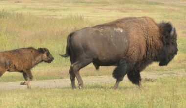 History made as Yellowstone bison released in Canada for the first time ever