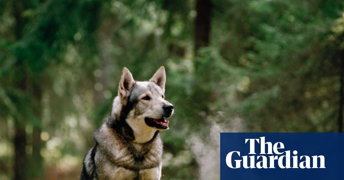 When the Cranes Fly South by Lisa Ridzén review – a novel anyone will take to heart | Books